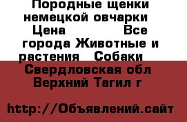 Породные щенки немецкой овчарки › Цена ­ 24 000 - Все города Животные и растения » Собаки   . Свердловская обл.,Верхний Тагил г.